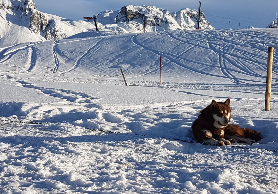 Chiens de Traîneaux-Macot-la-Plagne必去景点