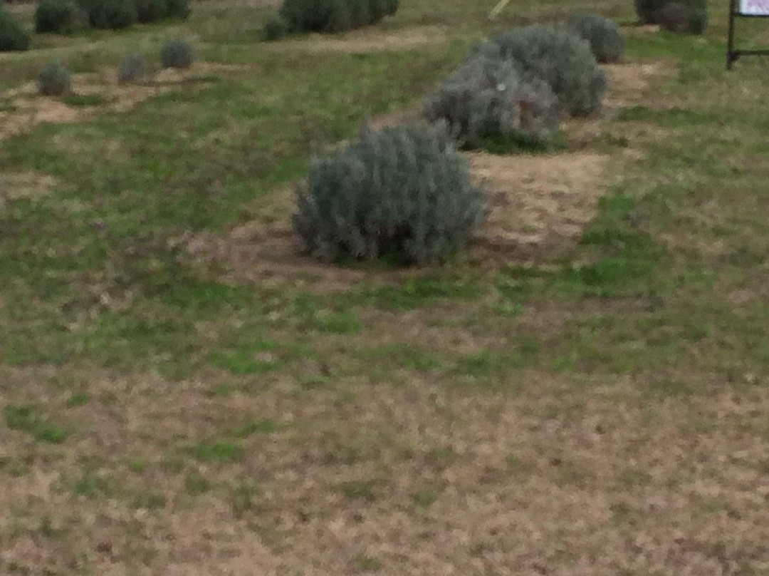 Chappell Hill Lavender Farm景点图片