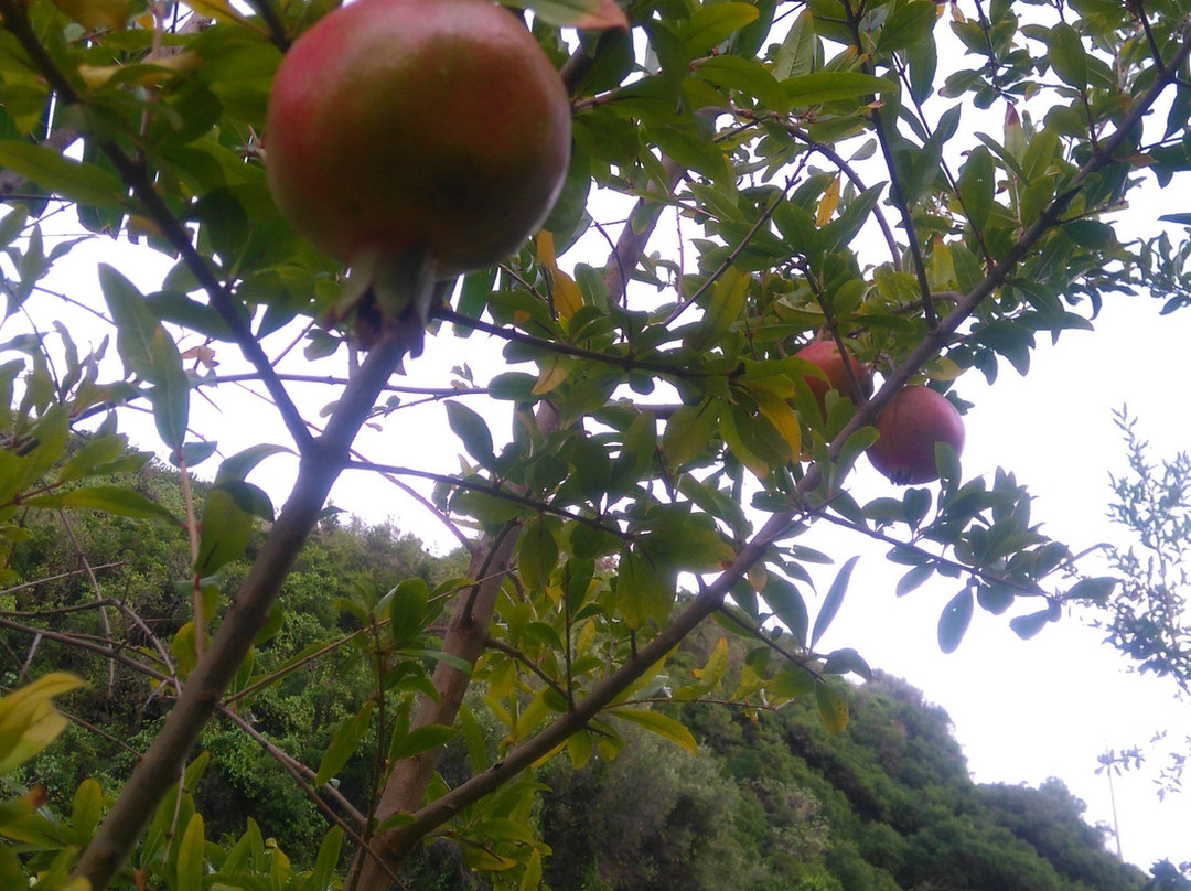 BV Kalafiorita Resort主图