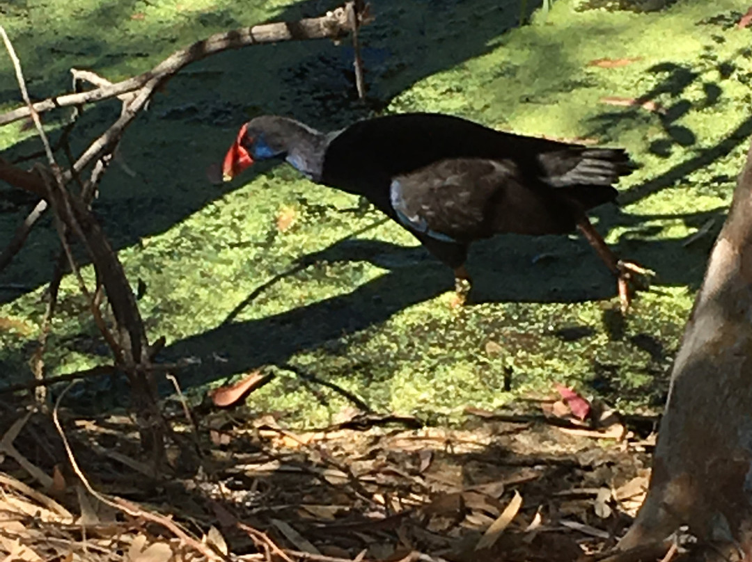 Tomato Lake-Kewdale必去景点