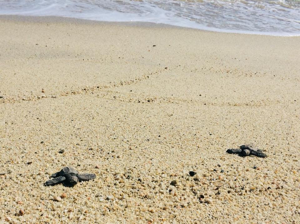 Buena Vista Oceanfront & Hot Springs Resort主图