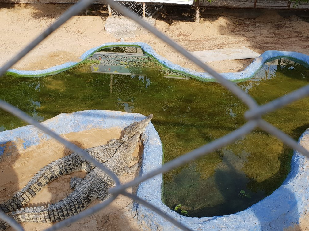 Noopak Crocodile park景点图片