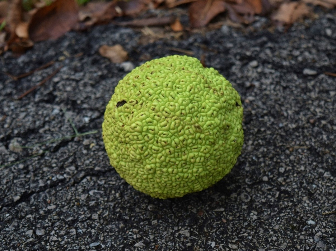 Waterfall Park-Independence必去景点