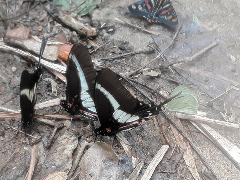 Fazenda Guaxinduva-Cabreuva必去景点