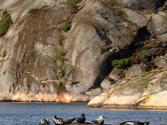Wild Fish Sweden-Varekil必去景点