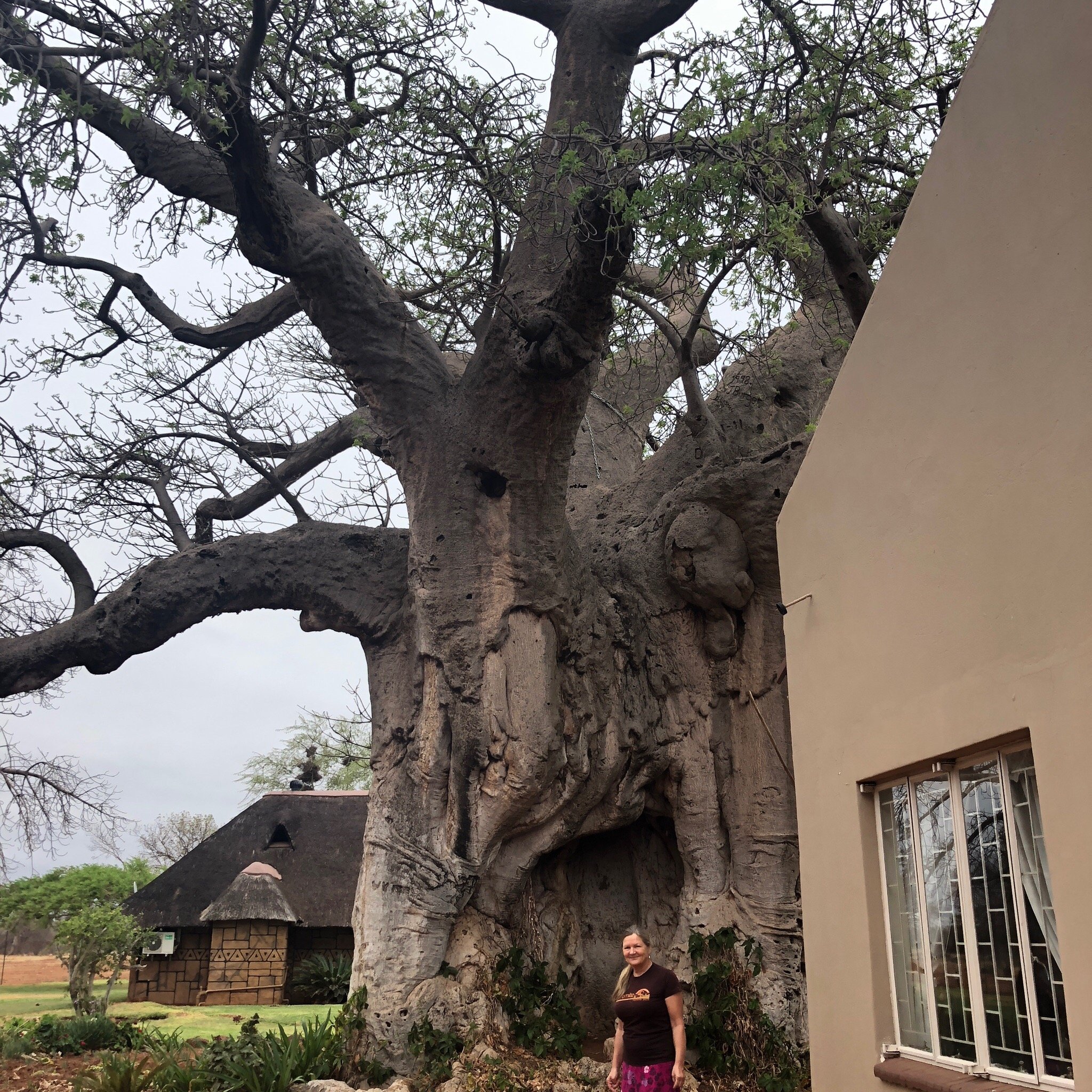 Baobab Lane Lodge-官方