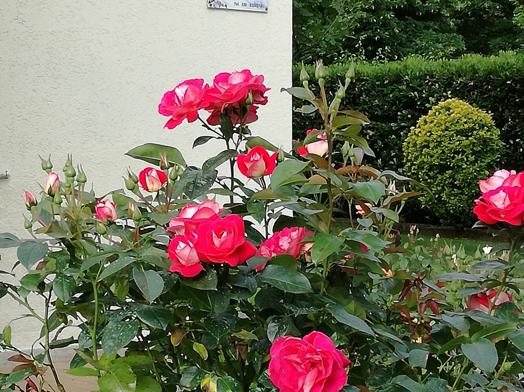 Il Giardino di Elena主图