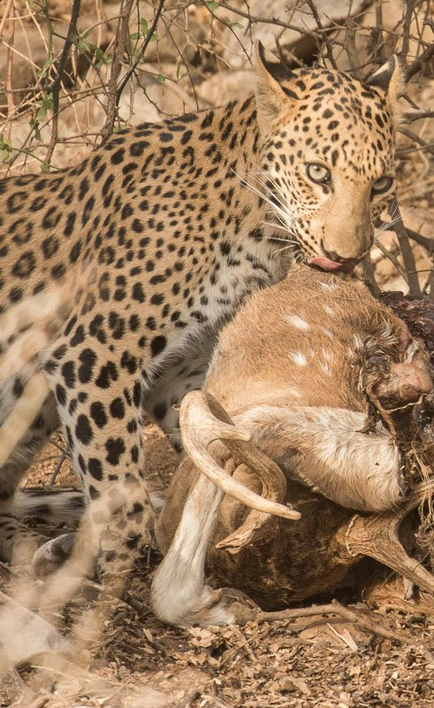 Wild Trail Safari-斋蒲尔必去景点