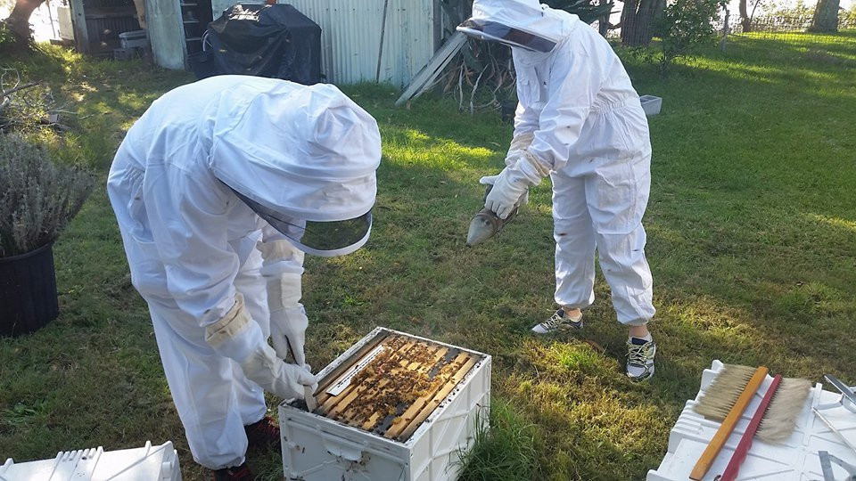 Beekeeping Class Newcastle - Hands On景点图片