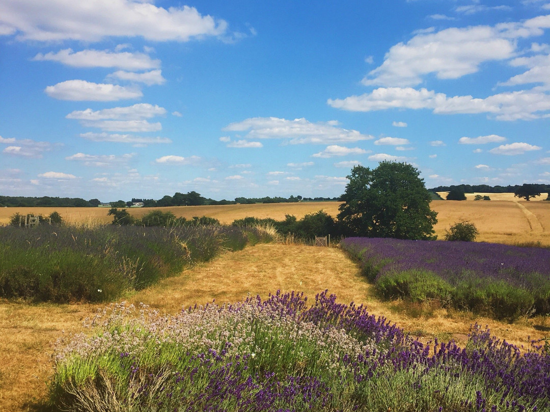 Shropshire Lavender景点图片