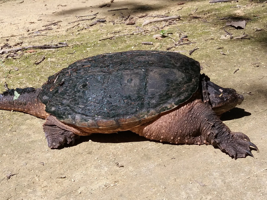 Sugar River State Trail景点图片