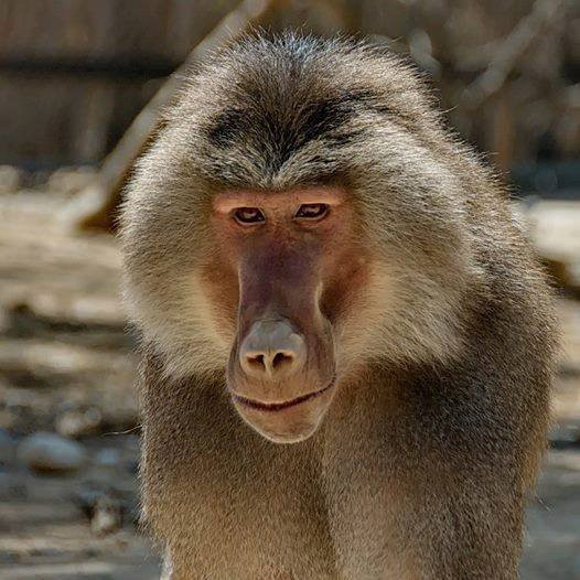 Negev Zoo-贝尔谢巴必去景点