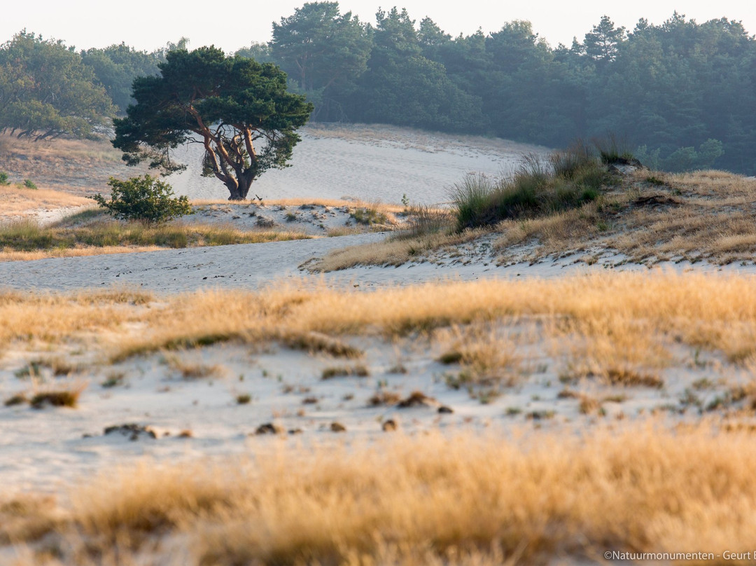 National Park de Loonse en Drunense Duinen景点图片