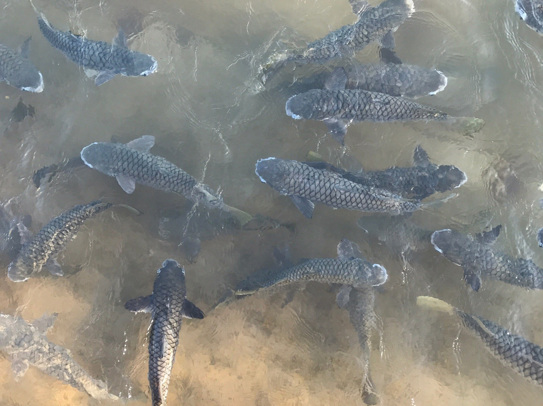 Aquascene Fish Feeding景点图片