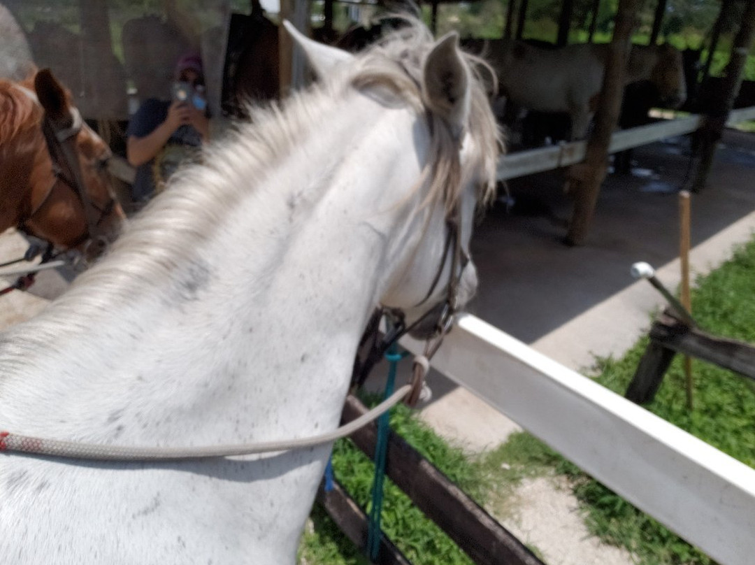 Bar-B-Ranch-戴维必去景点