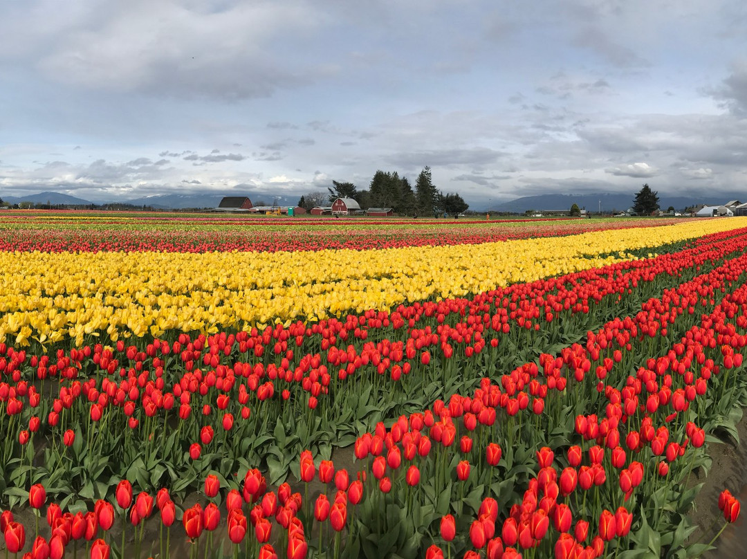 Tulip Town-弗农山必去景点