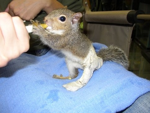 Possumwood Acres Wildlife Sanctuary景点图片