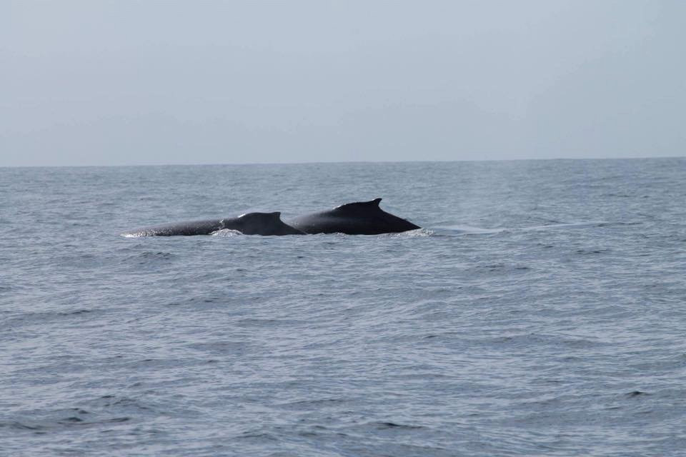 Vallarta Natural Experience-瓦拉塔港必去景点