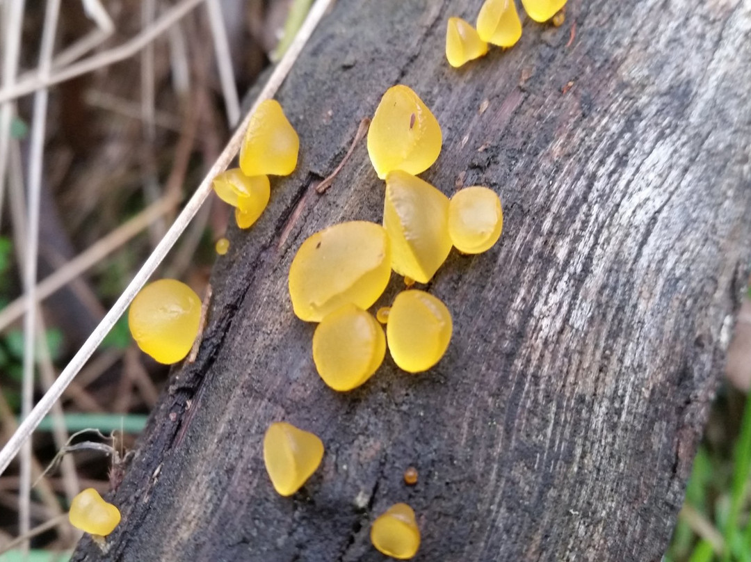 Hidden Gems of Daylesford Tours-戴尔斯福特必去景点