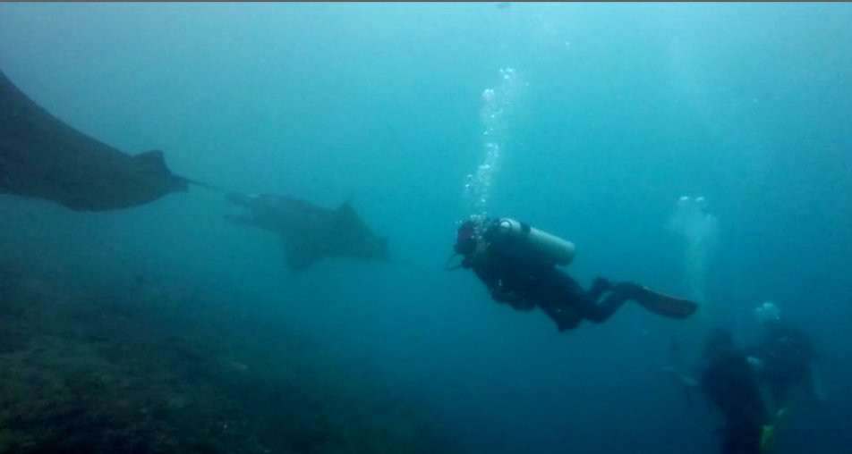 Siren Diving Lembongan景点图片