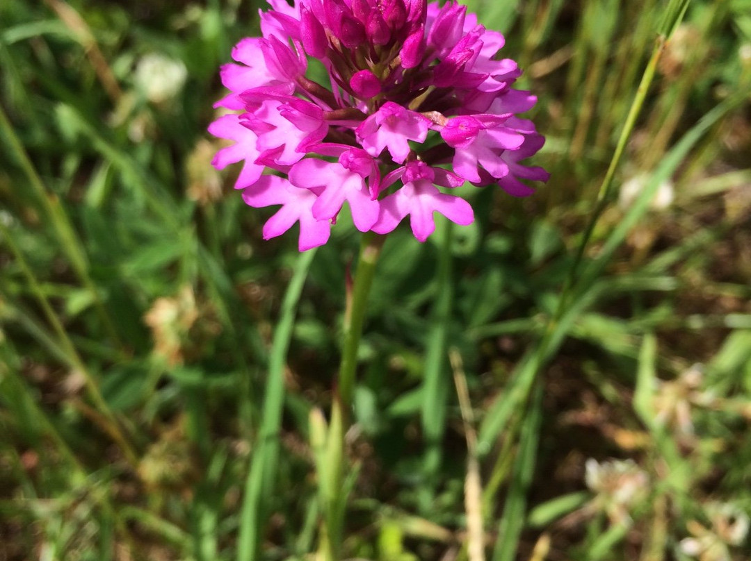 Cotswold Guided Walks Ltd景点图片