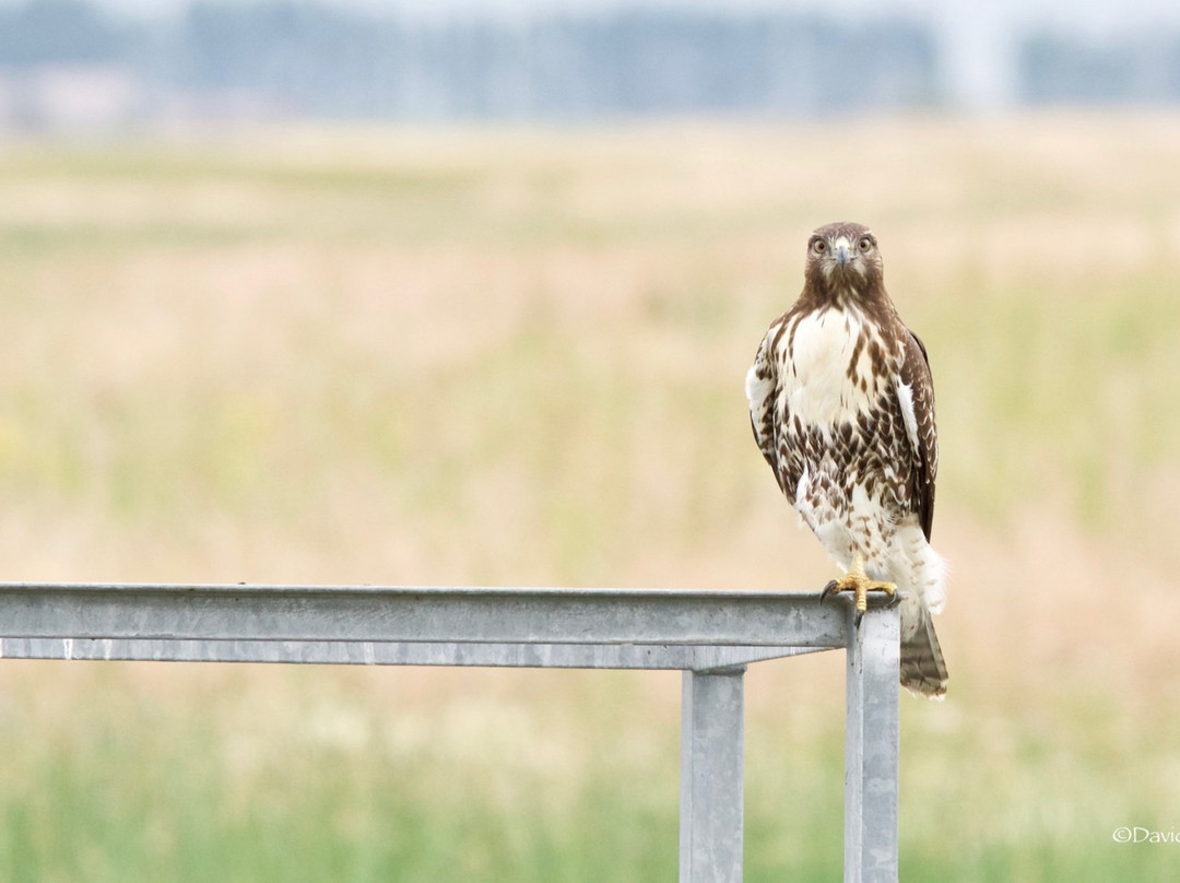 Camas National Wildlife Refuge景点图片