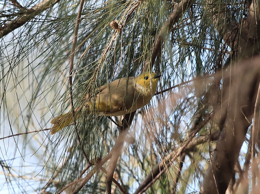 Putta Bucca Wetlands
