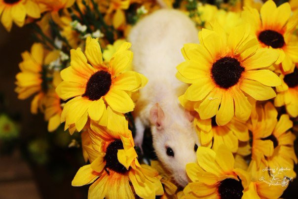 Domik v Derevne-Murmashi必去景点