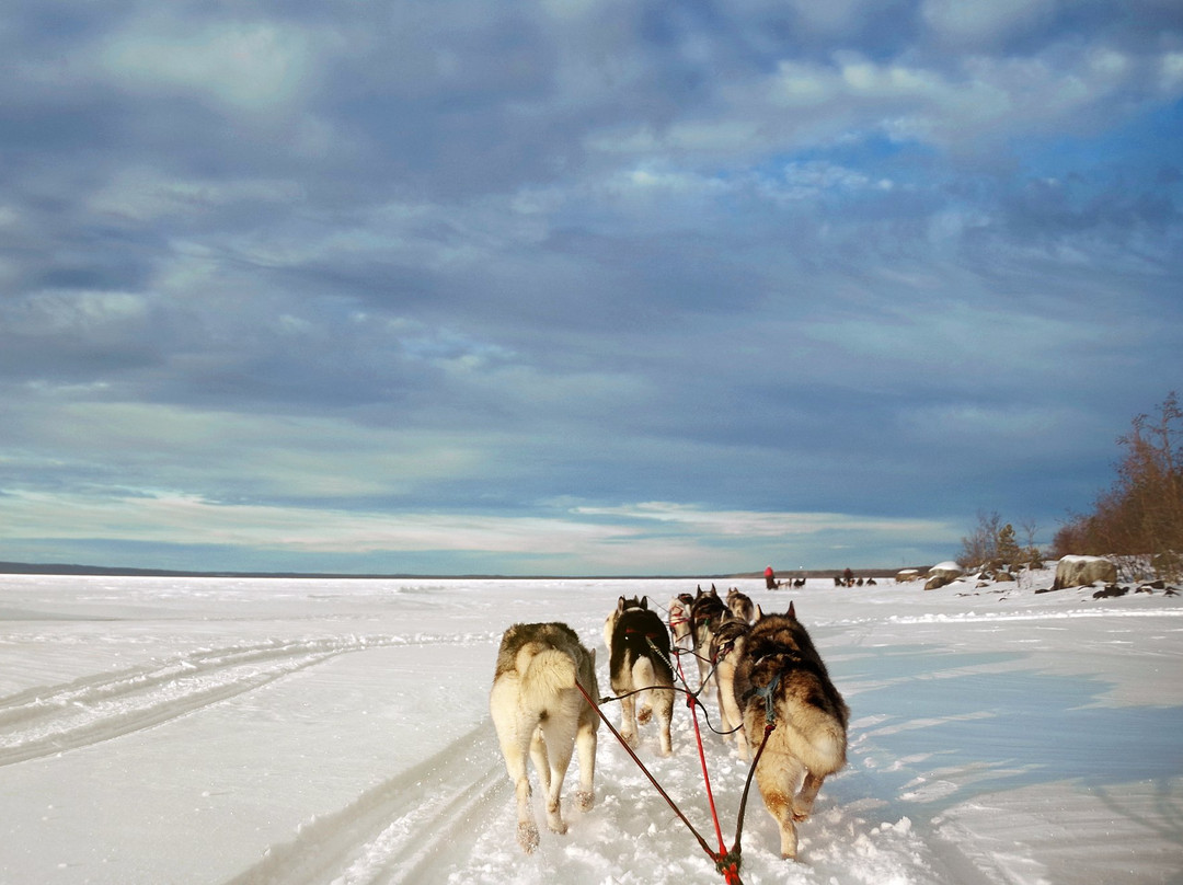 Nordic Husky Tour景点图片