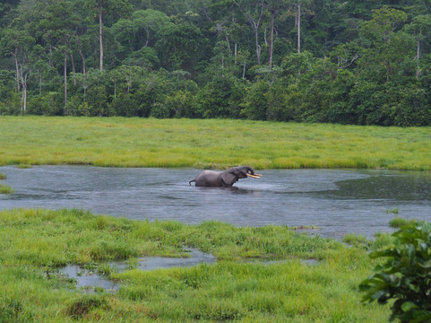 Nouabale-Ndoki National Park-Sangha Department必去景点