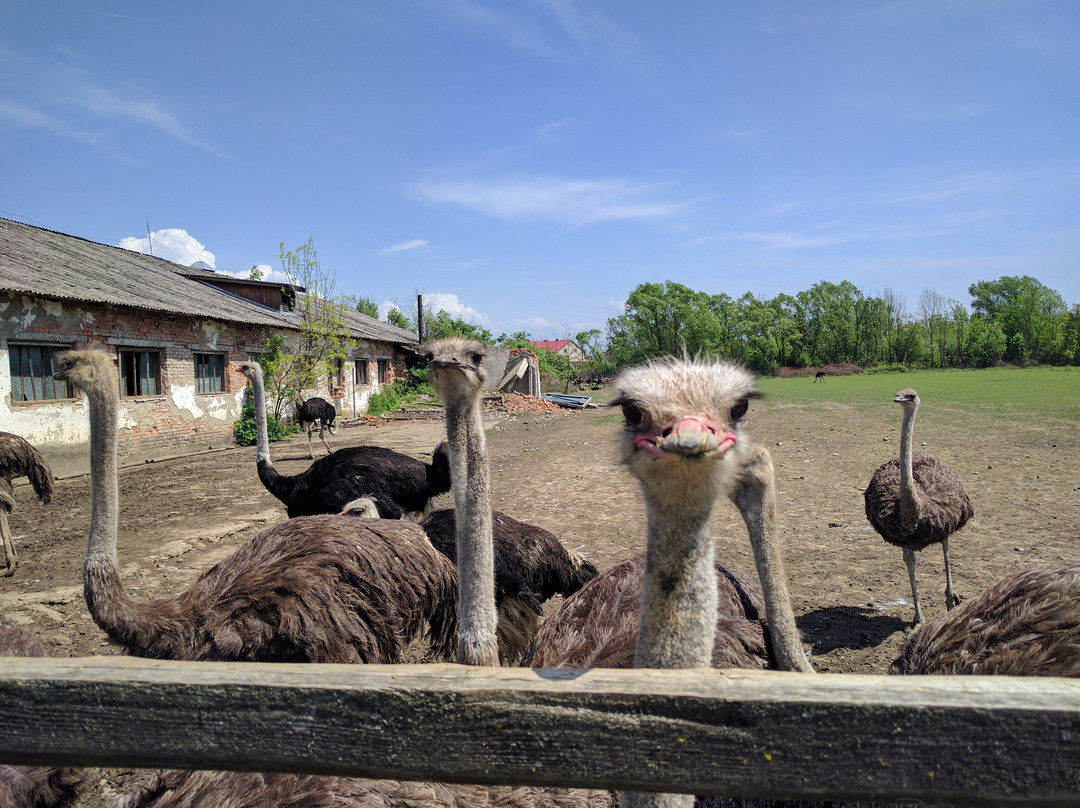 Khust旅游景点-Khust Ostrich Farm