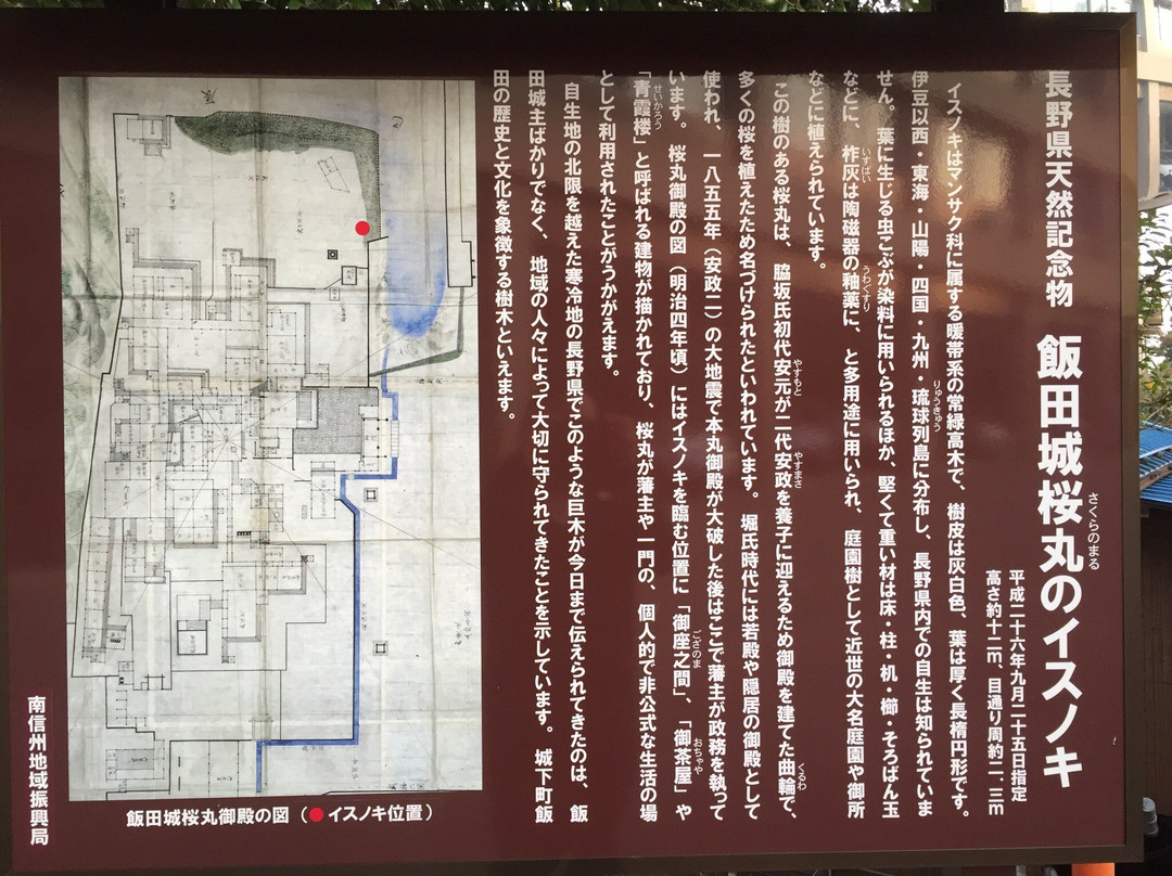 Isunoki Tree of Iida Castle Sakuramaru景点图片