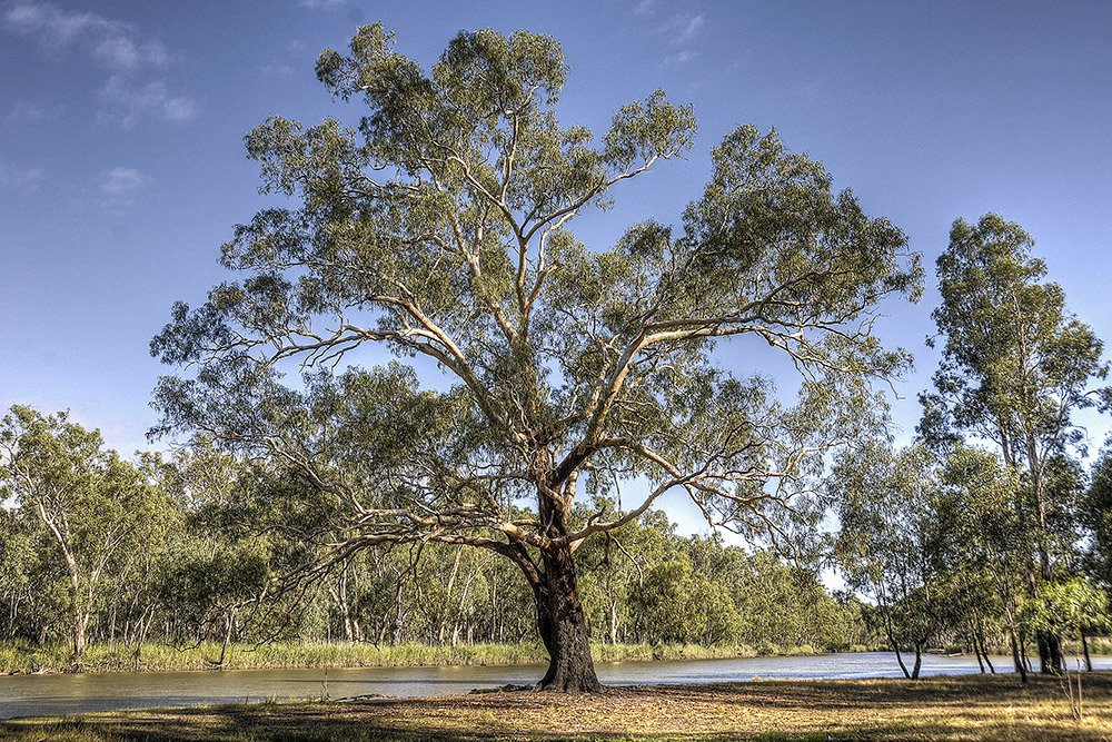 Barmah National Park-Barmah必去景点