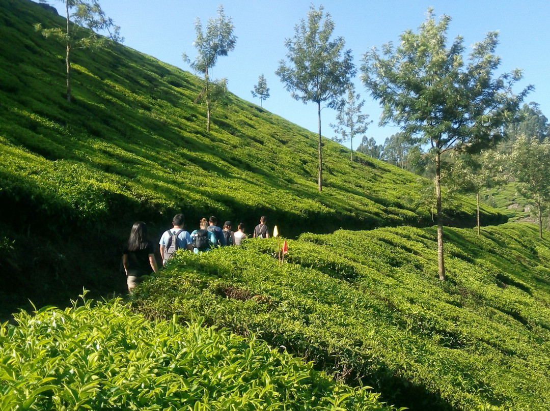 Munnar Trekking Adventure景点图片