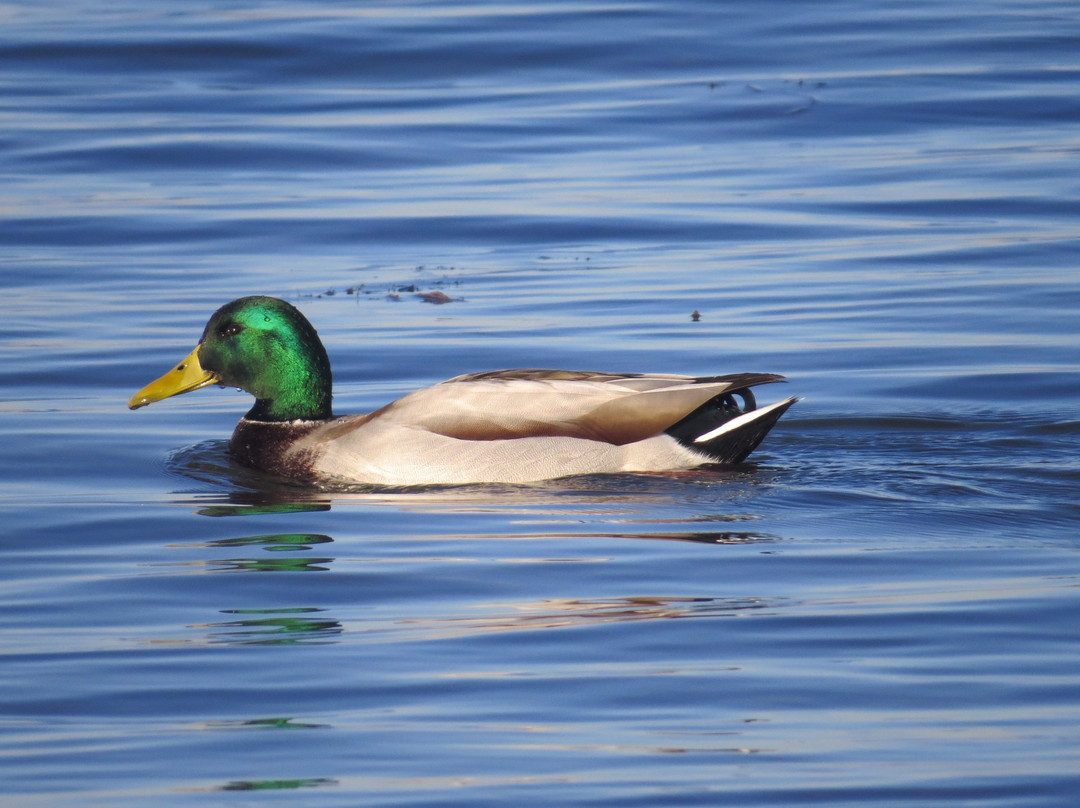 Standley Lake Regional Park-威斯敏斯特必去景点