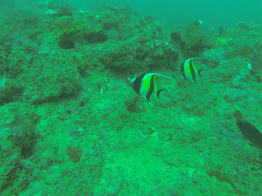 Peponi Scuba Diving-蒙巴萨必去景点