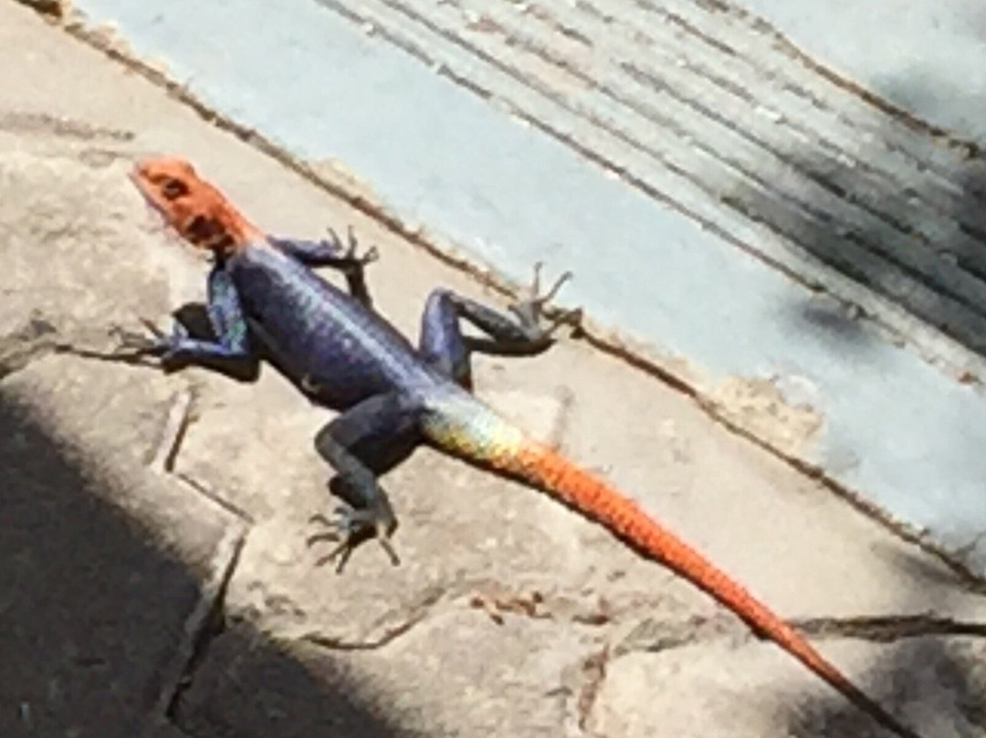 National Botanic Garden of Namibia-温德和克必去景点