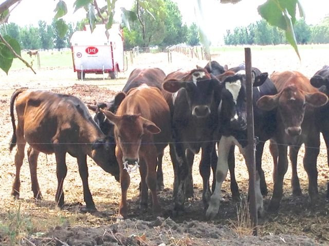 Locheilan Farmhouse Cheese-Mundoona必去景点