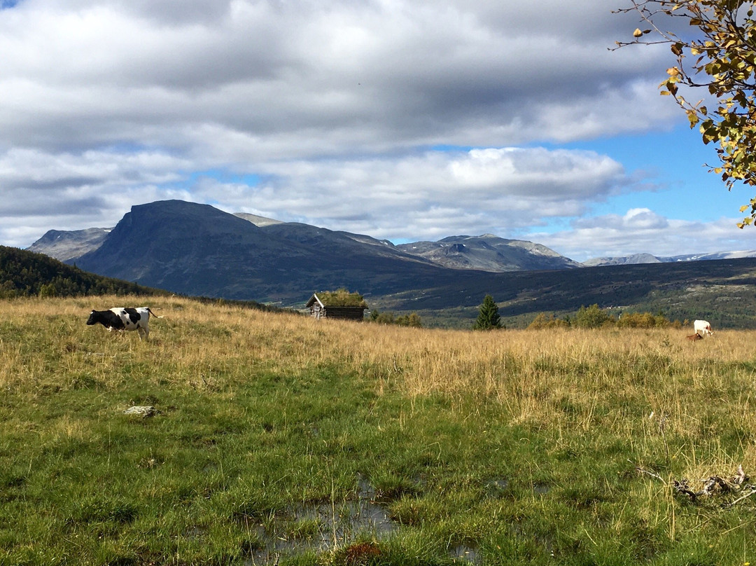 Round Trip of Tisleifjorden Golsfjellet-古尔必去景点