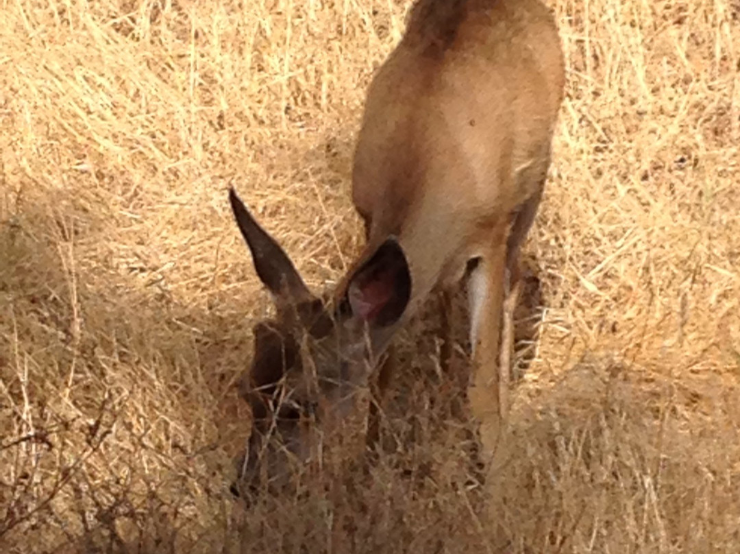 Effie Yeaw Nature Center-Carmichael必去景点