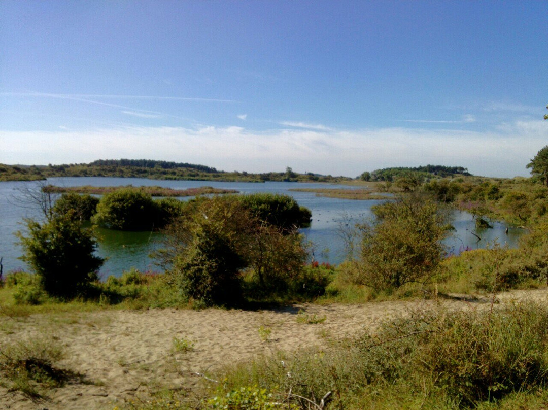 Kennemerduinen an der Nordsee景点图片