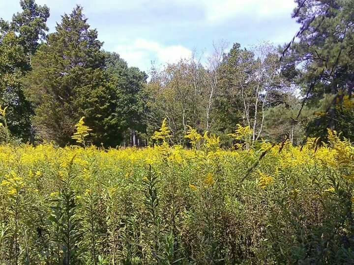 Chesnee旅游攻略图片