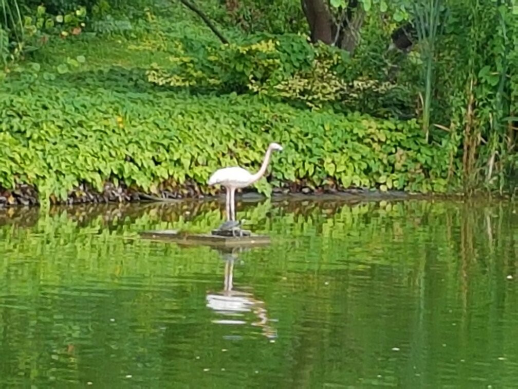 Kurpark Bad Bellingen景点图片