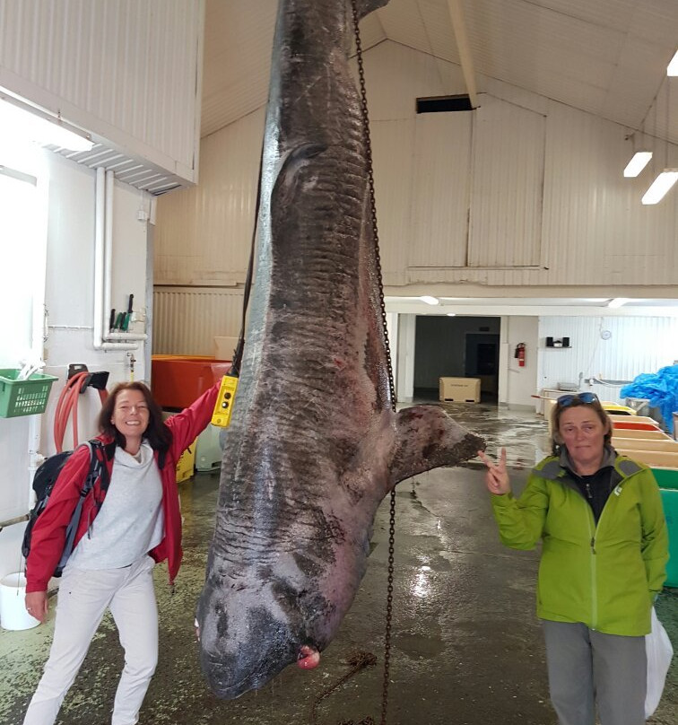 Ektafiskur-Hauganes必去景点