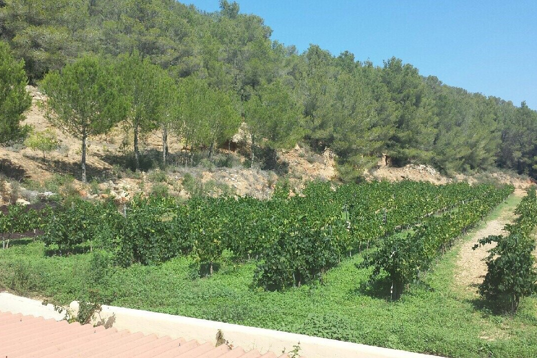 Sa Cova Winery-圣安东尼德波特曼尼必去景点