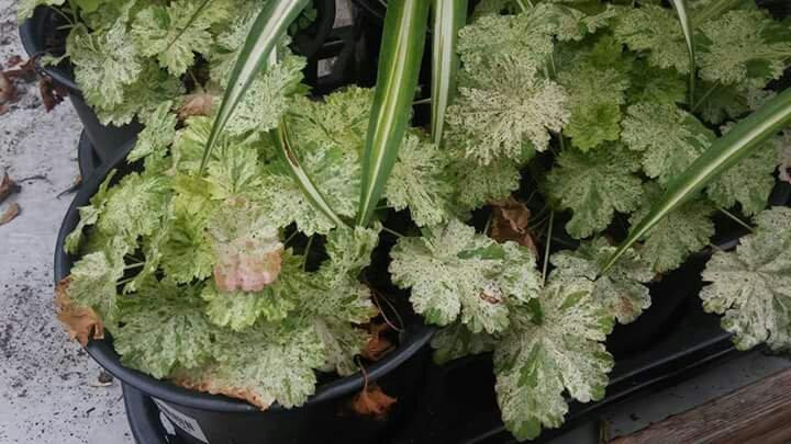 Eleutheros Cooke House and Garden-桑达斯基必去景点