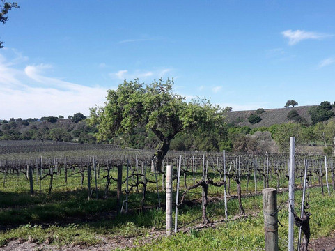 Koehler Winery-洛斯奥利沃斯必去景点