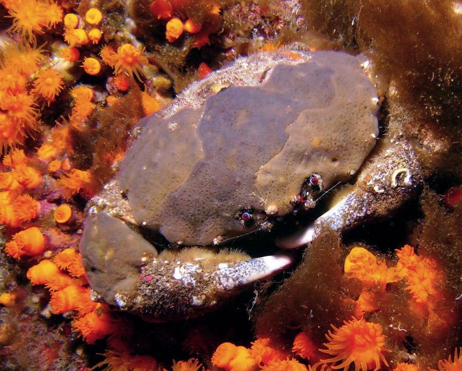 Blue Diving Ustica-Ustica必去景点
