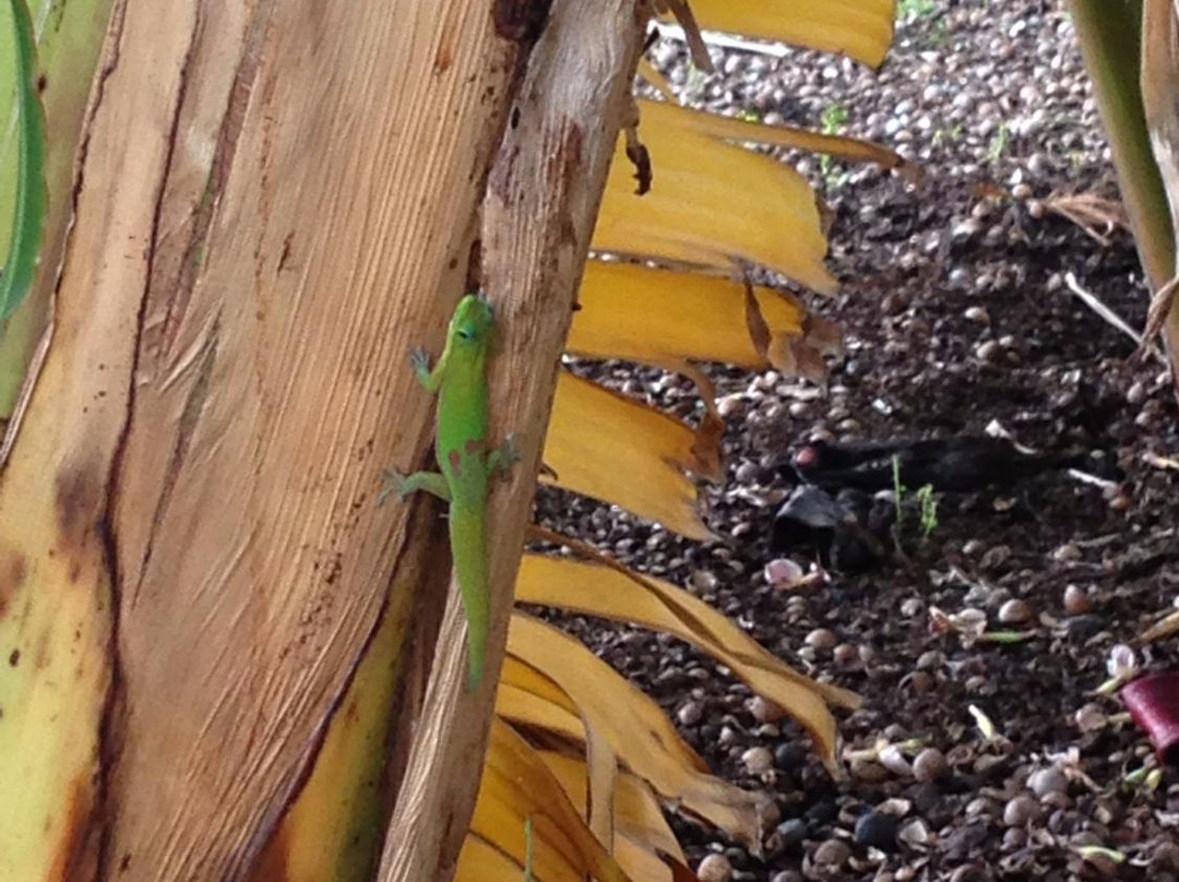 Kona Pacific Farmers Cooperative-库克船长必去景点