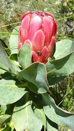 Pledge Nature Reserve-克尼斯纳必去景点